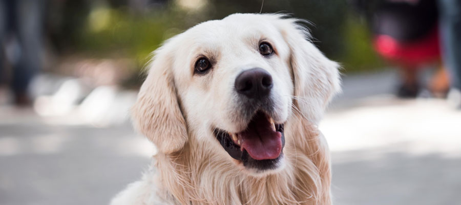 5 aplicativos para quem tem cachorro em apartamento e pouco tempo para dedicar ao pet